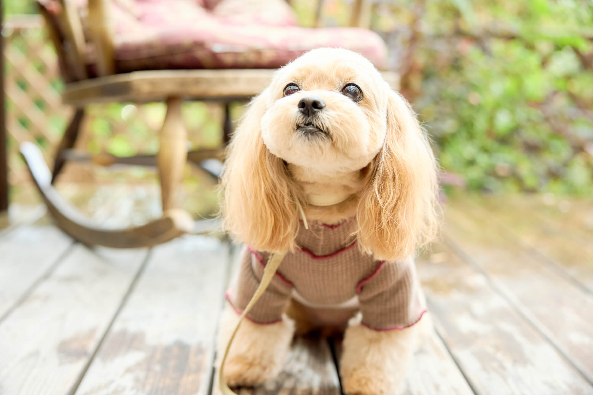 ペットOKの港区のドッグカフェに愛犬とお出かけしよう！